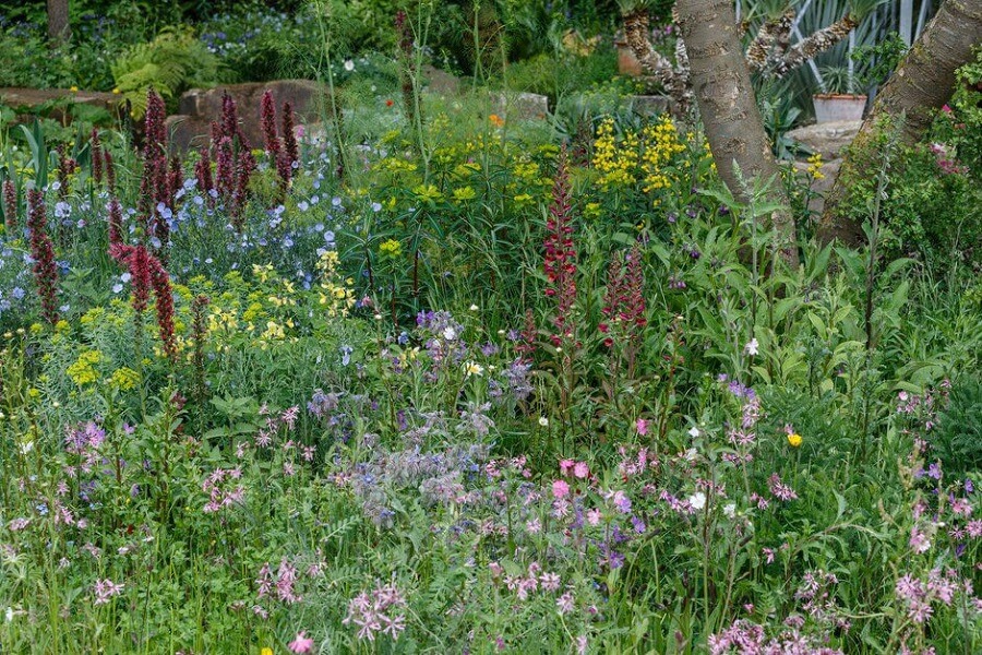 Doe de Chelsea chop en geniet langer van de vaste planten in je tuin – Tuinieren met Buitenleven