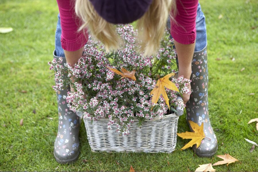 Laatbloeiers maken je herfsttuin een stuk aantrekkelijker – Tuinieren met Buitenleven