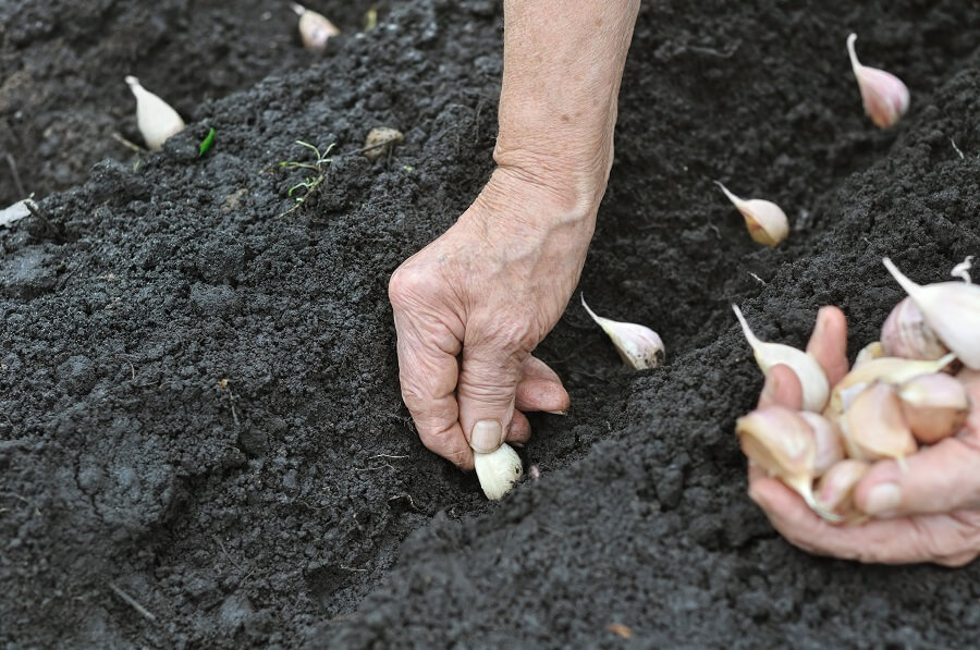 Knoflook planten doe je lekker zelf in je tuin, oogsten in juni - Tuinieren met Buitenleven