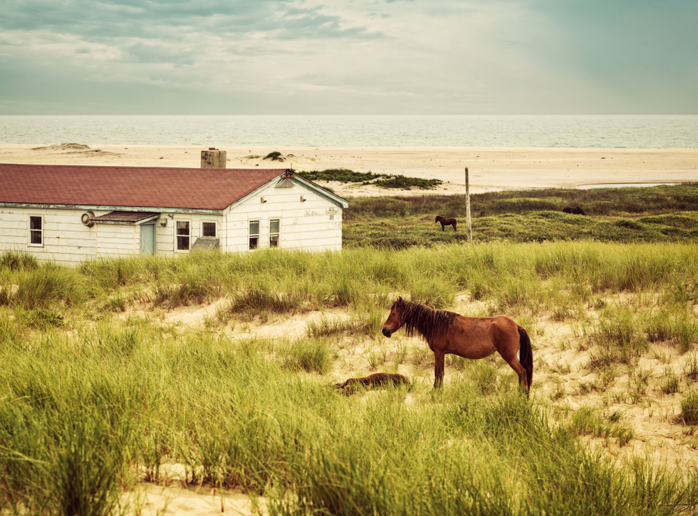 geographies of solitude wild horse on salbe island