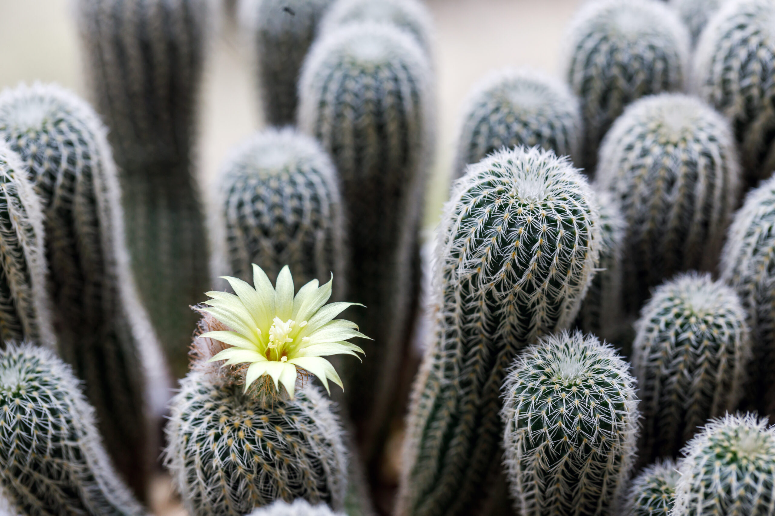 mooiste soorten cactussen buitenleven magazine