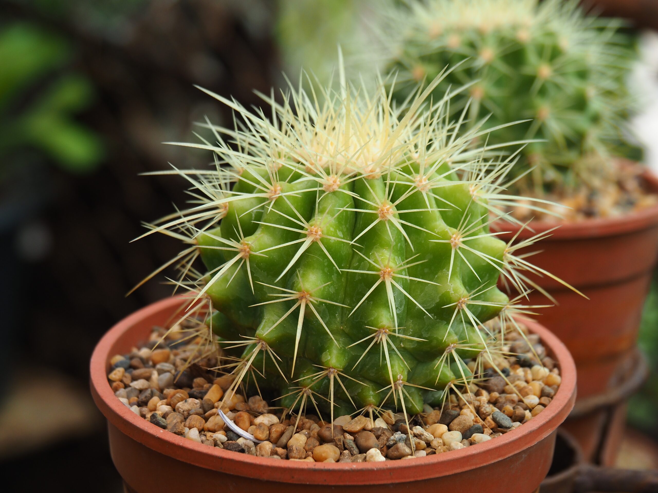 buitenleven plant van de maand cactussen