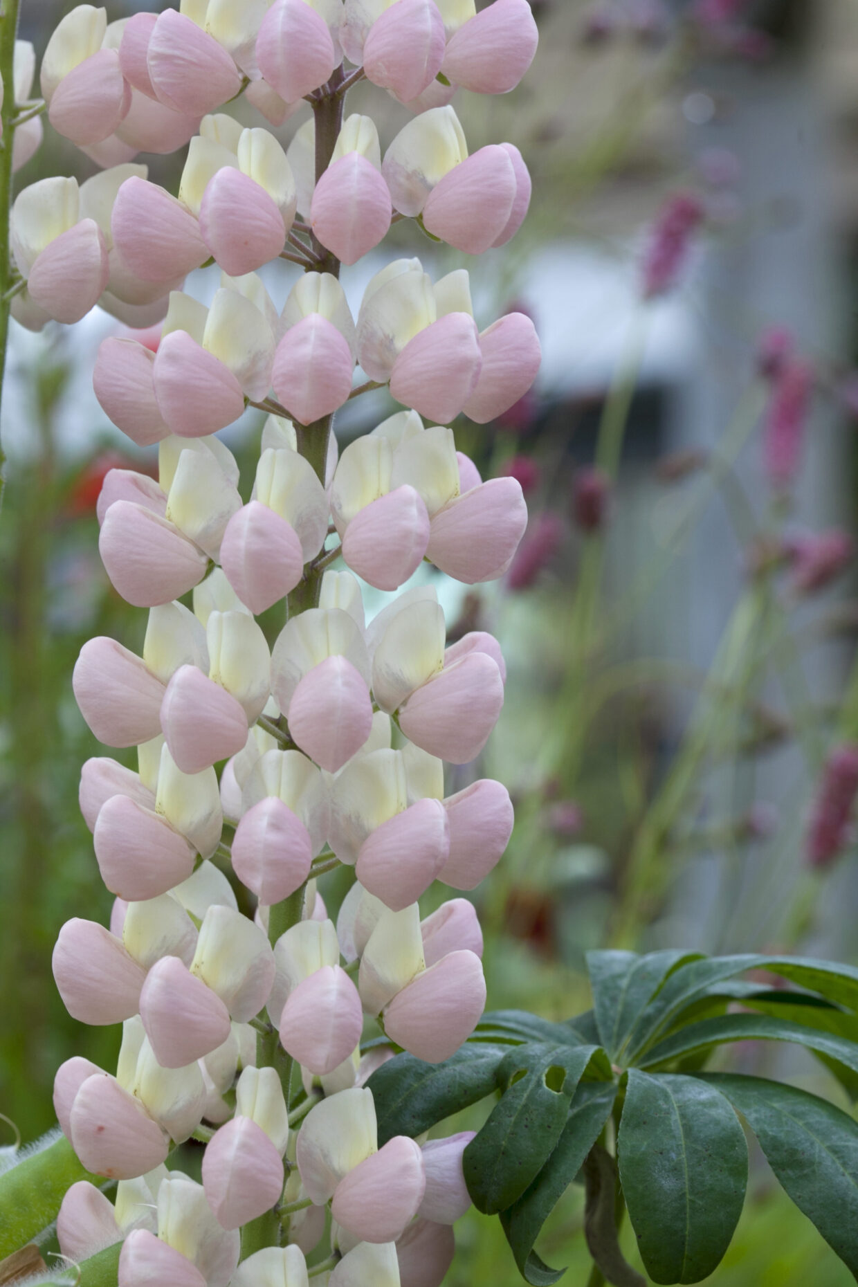 Plant van de maand: top 5 mooiste soorten lupine