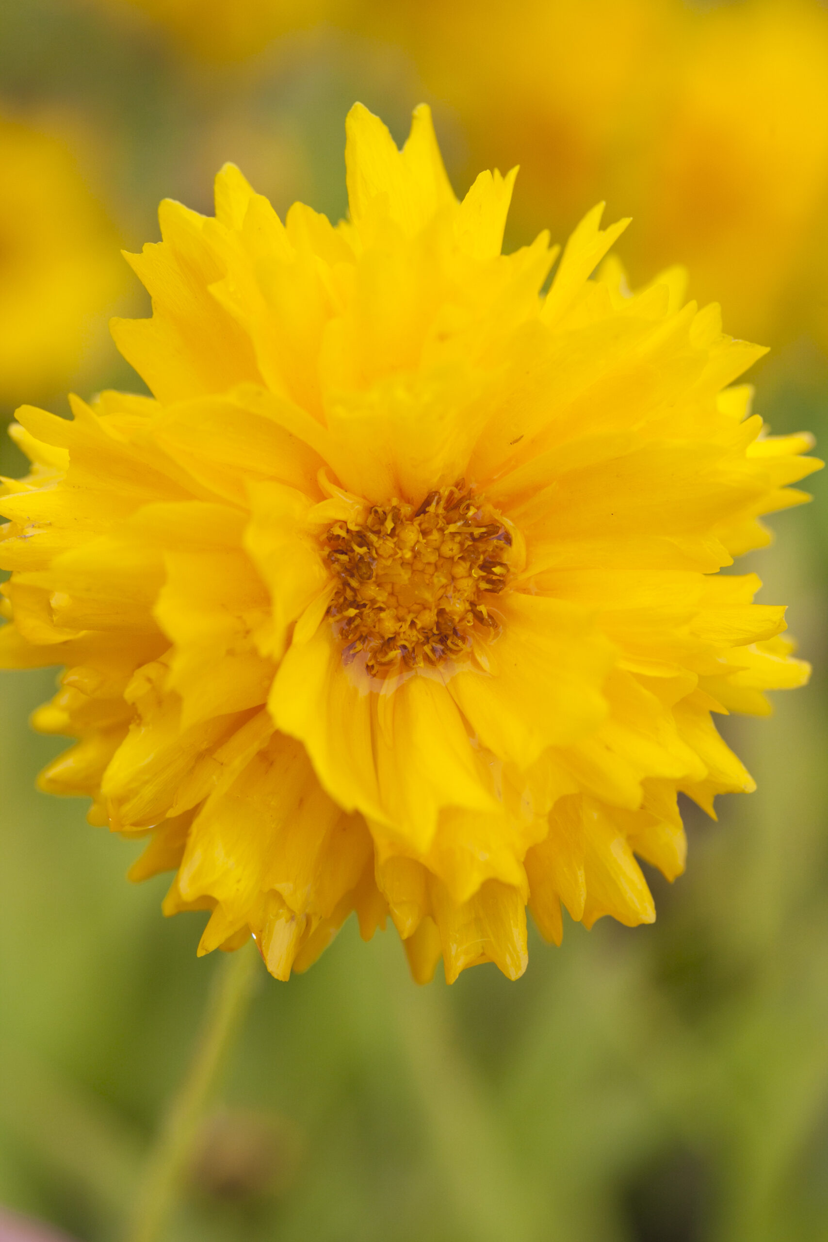 coreopsis varianten buitenleven magazine