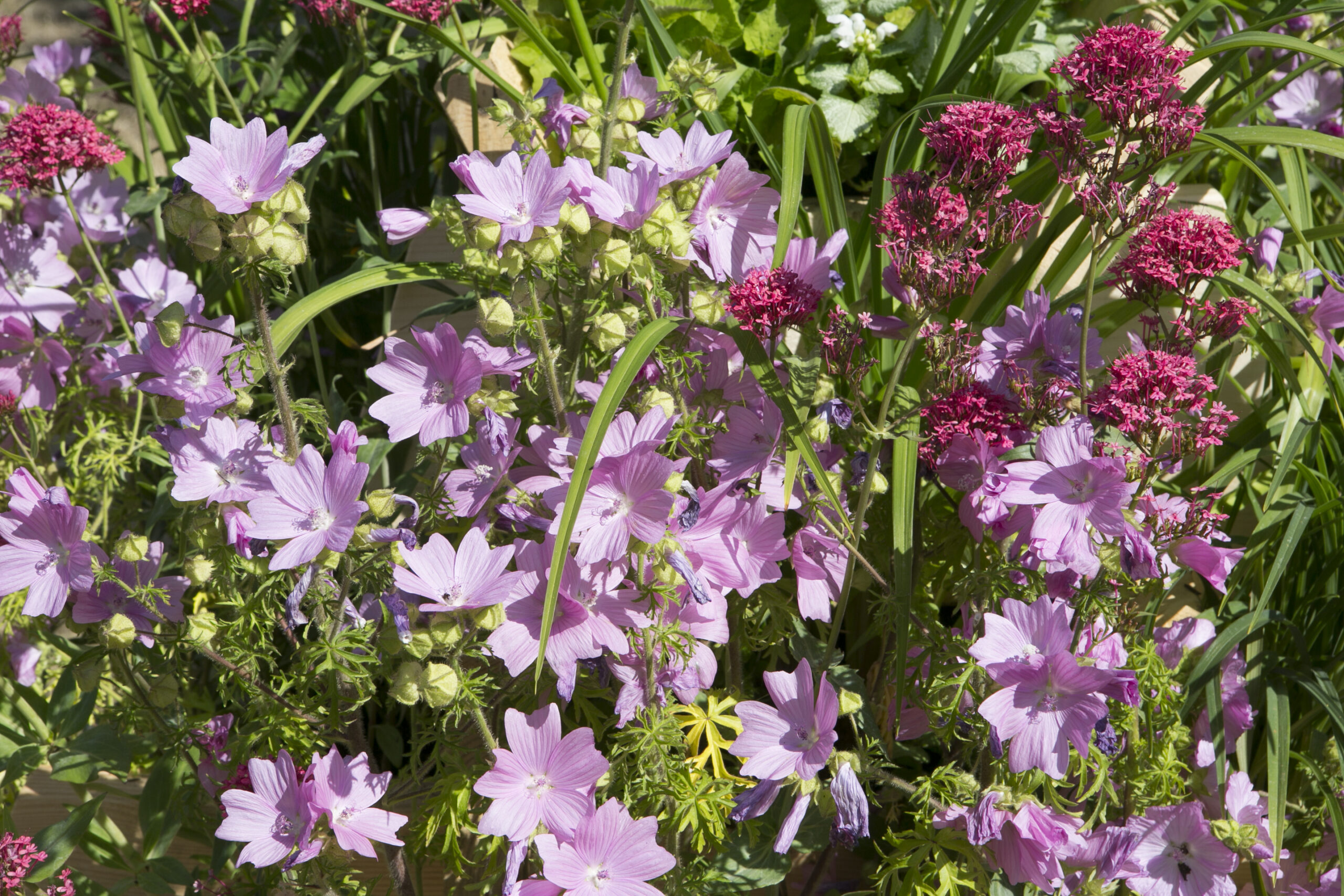 Kaasjeskruidfamilie: Malva alcea 'Fastigiata'