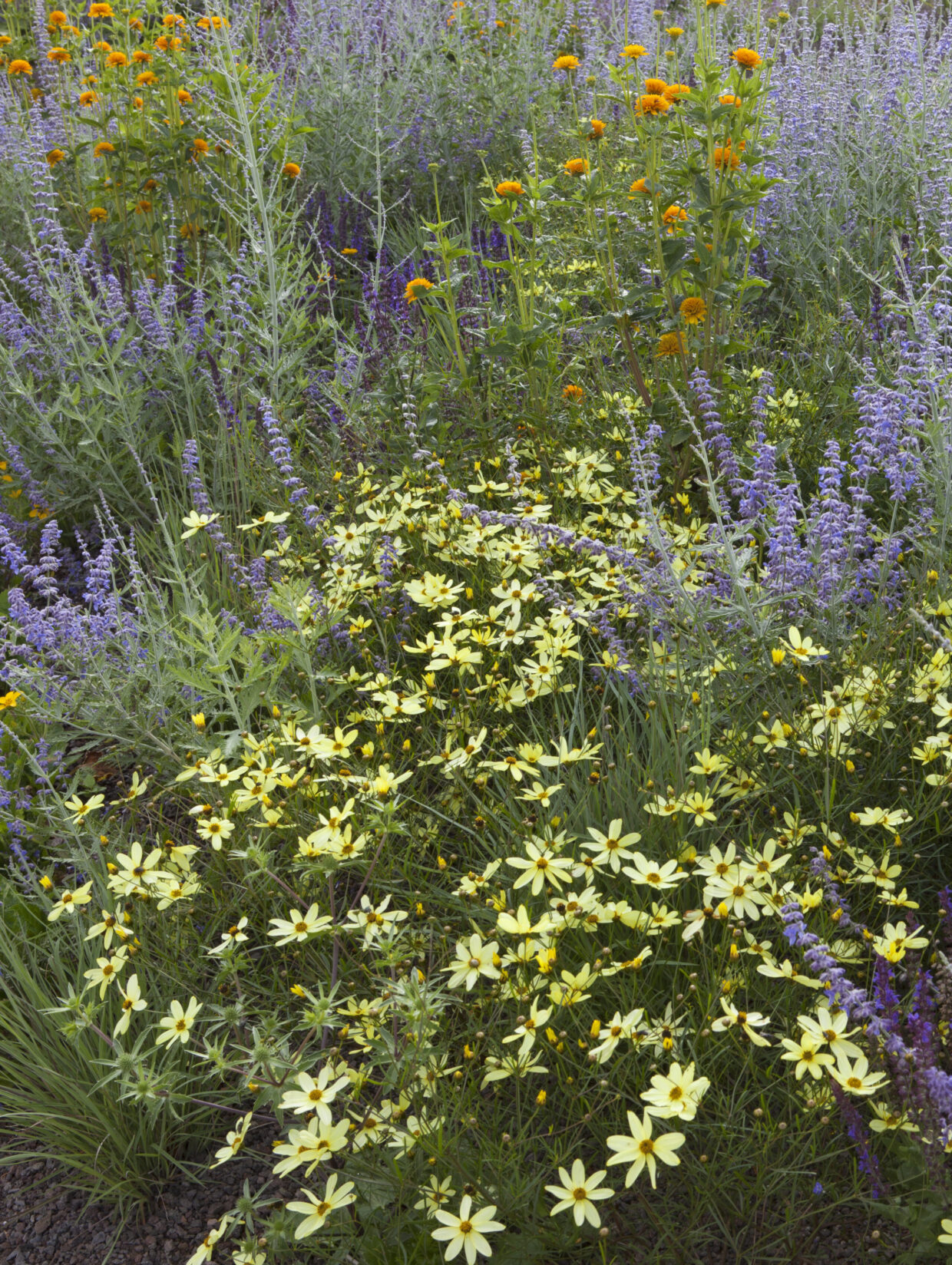 Coreopsis | Foto Modeste Herwig