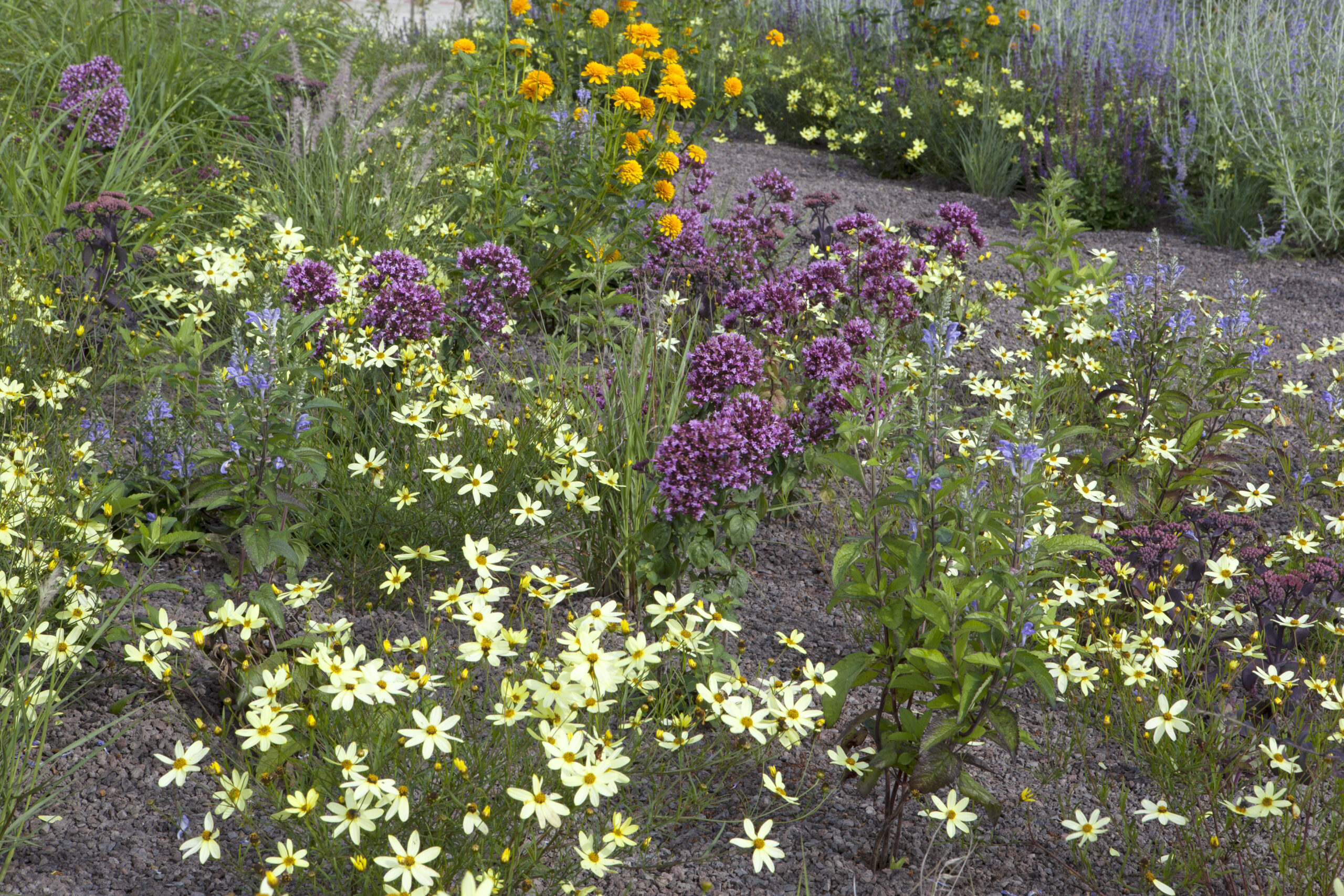 coreopsis varianten buitenleven magazine