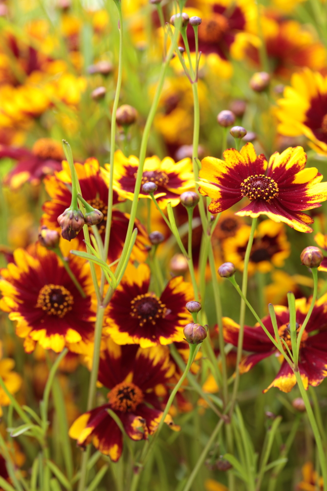 Coreopsis varianten buitenleven magazine