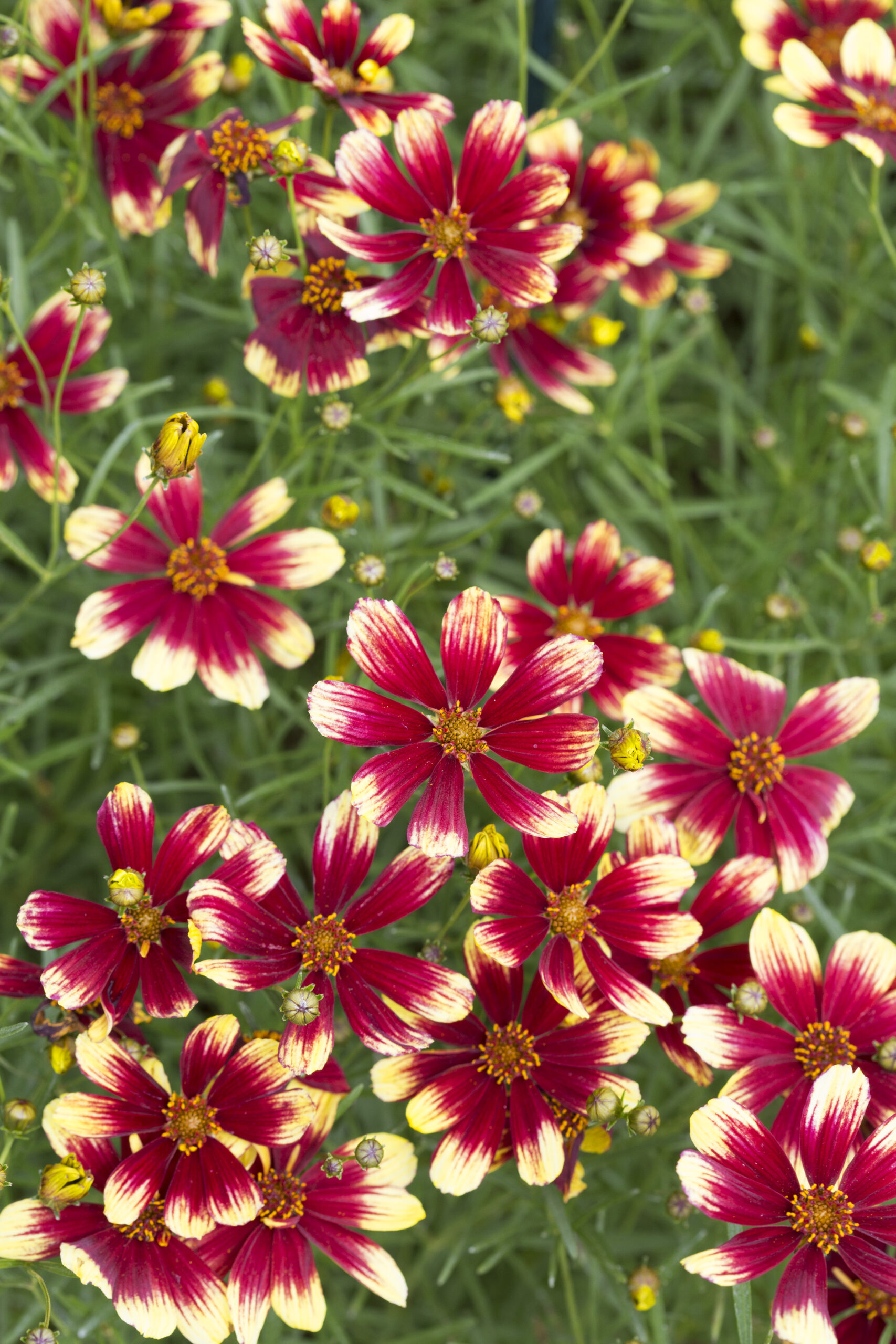 top 5 mooiste soorten coreopsis buitenleven magazine