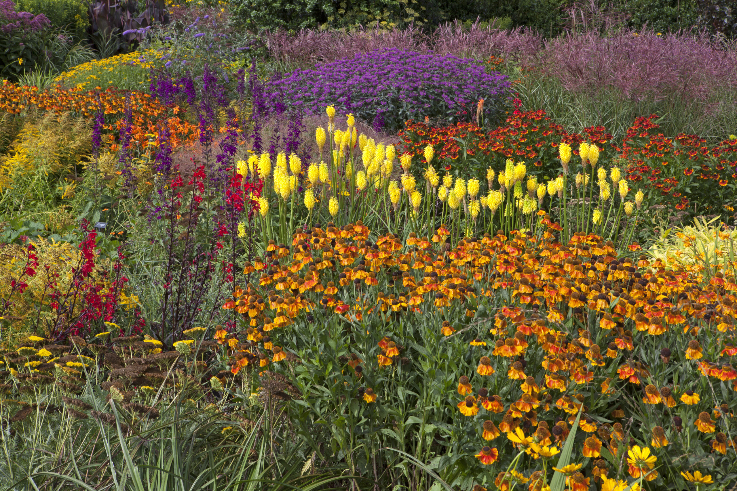 Plant van de Maand juli Kniphofia Buitenleven