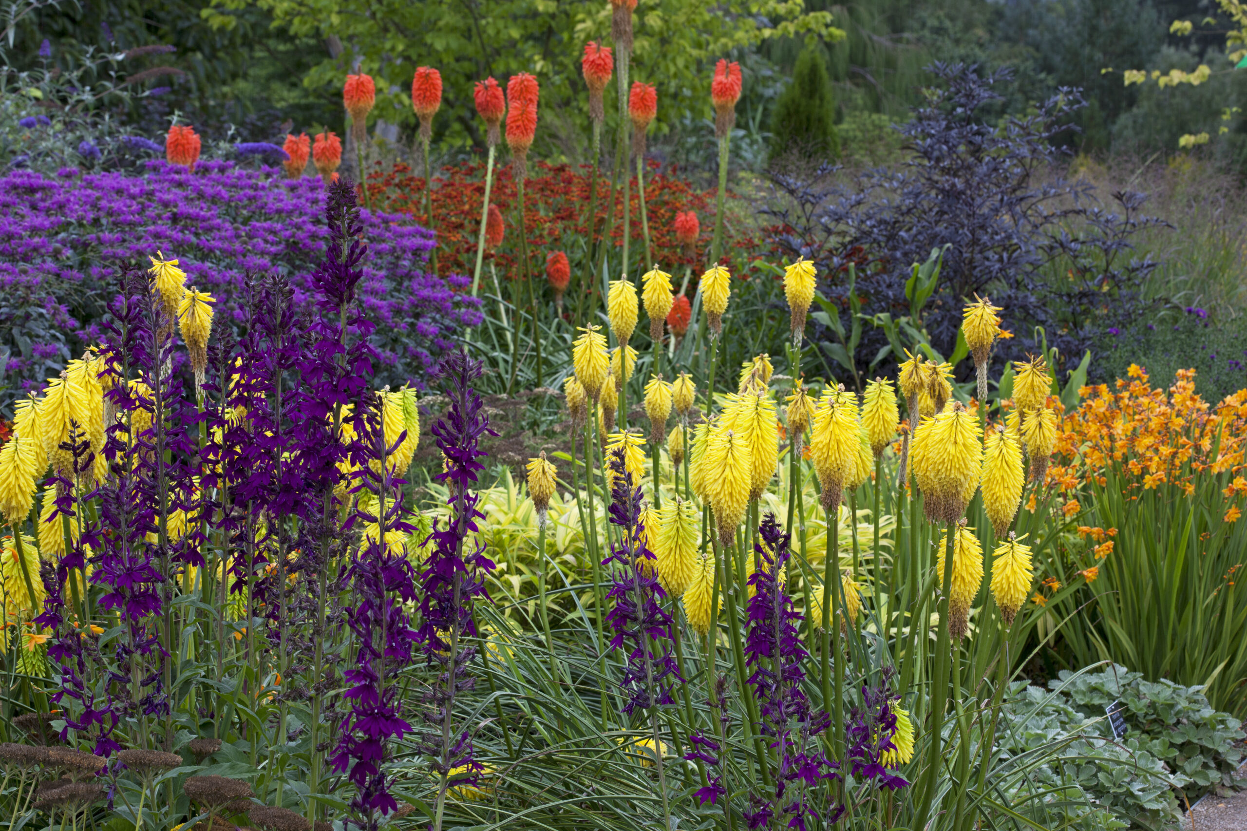 buitenleven plant van de maand kniphofia