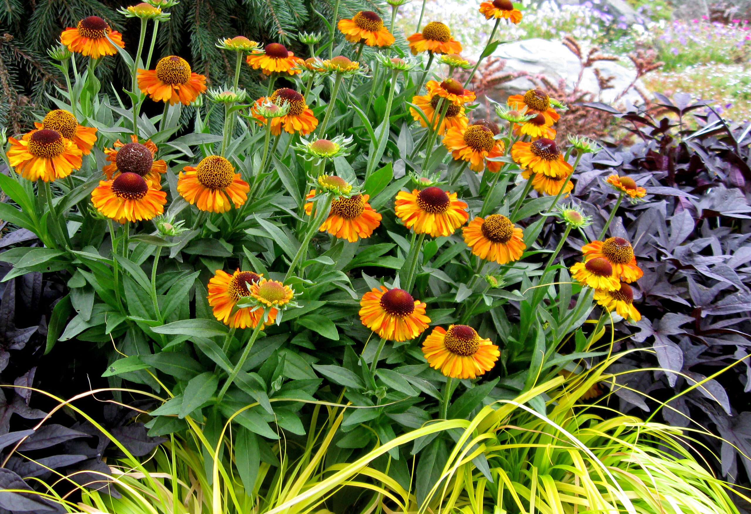 buitenleven plant van de maand helenium