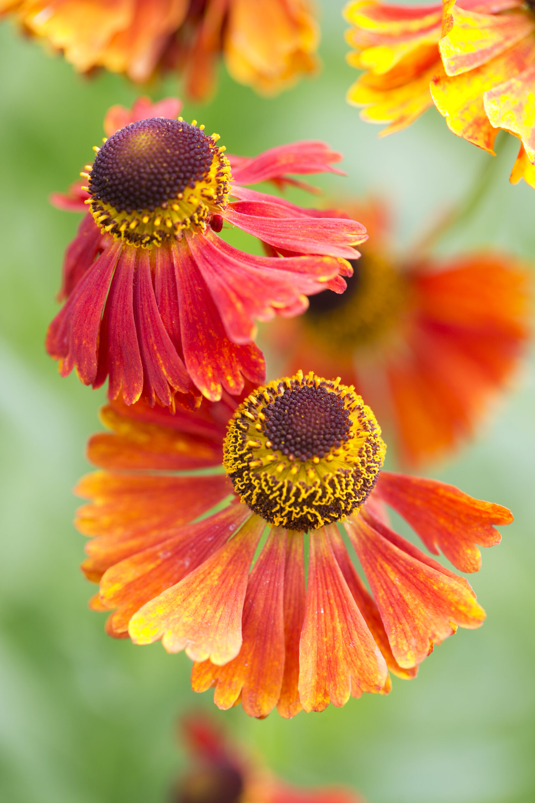 Helenium ‘Rubinzwerg’