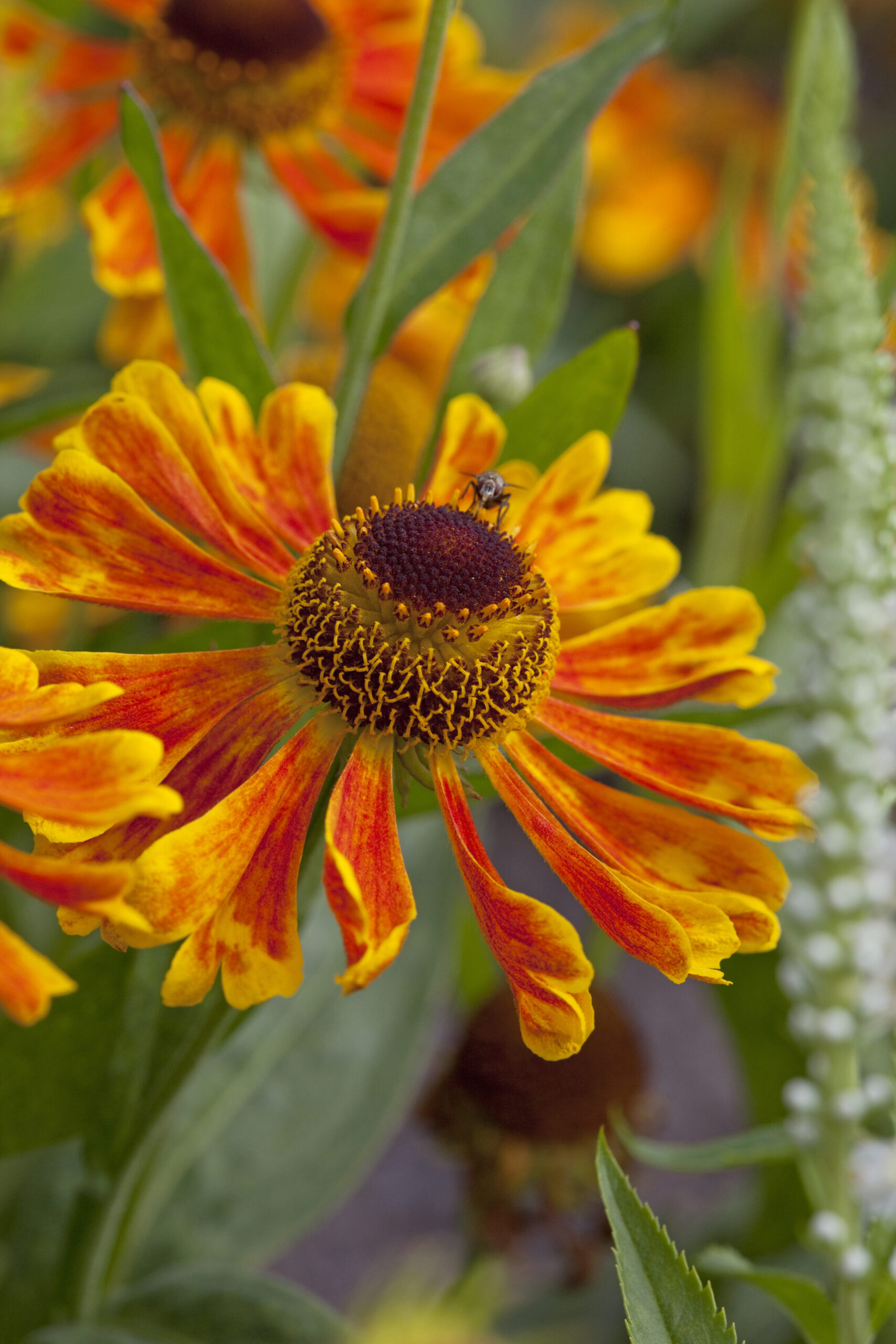 Plant van de maand augustus Helenium