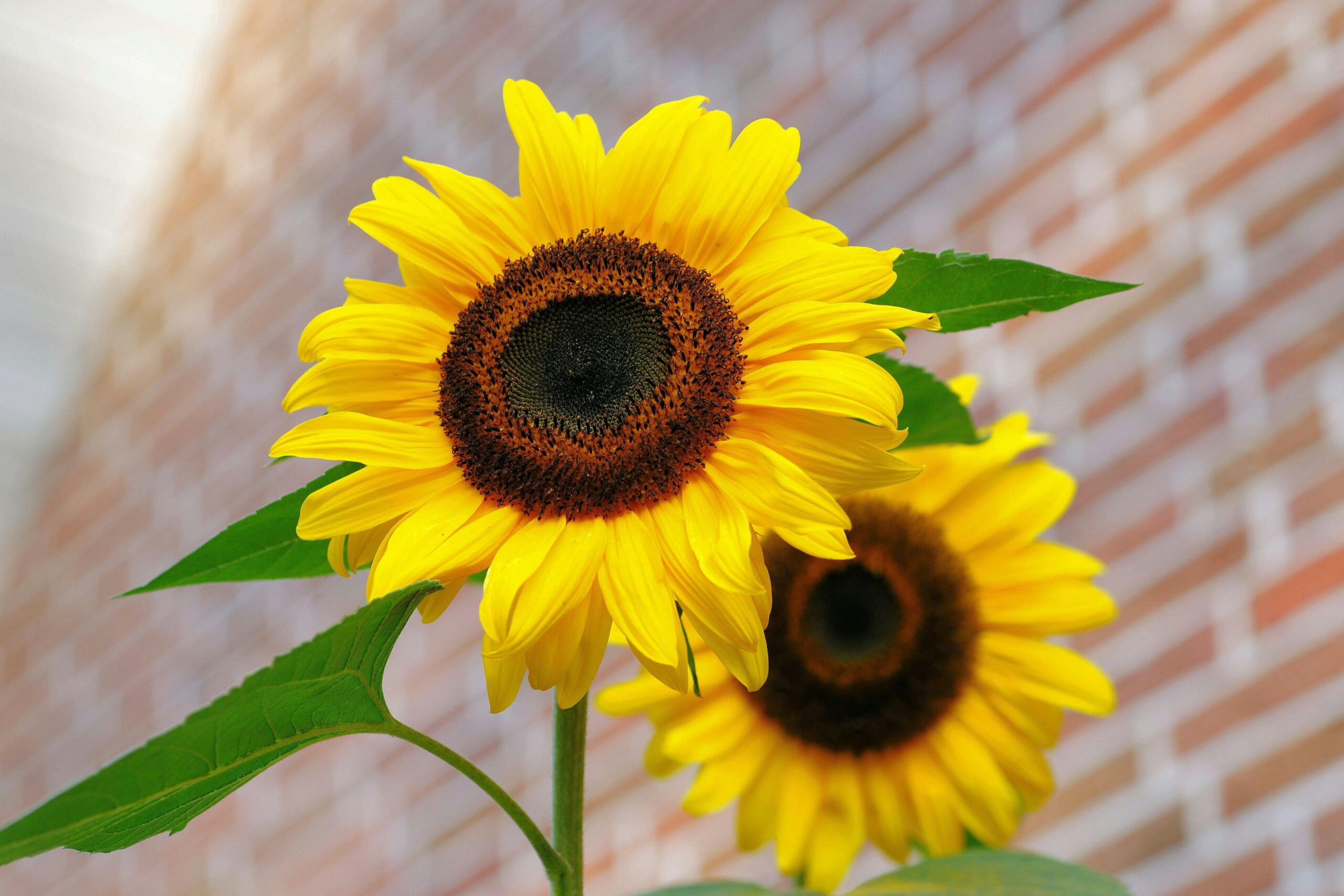 zonnebloem