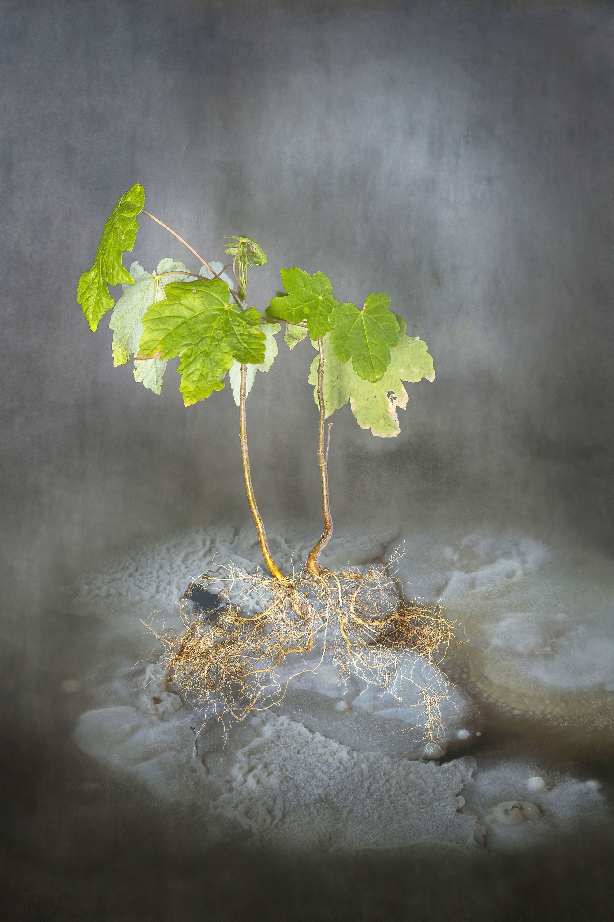 Tineke van der Pouw Kraan Esdoorn met haar bodem microben 2022