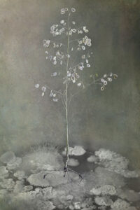 Tineke van der Pouw Kraan Judaspenning met haar bodem microben