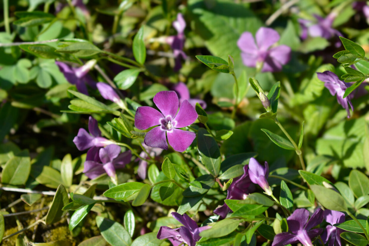 Schaduwplant Vinca minor