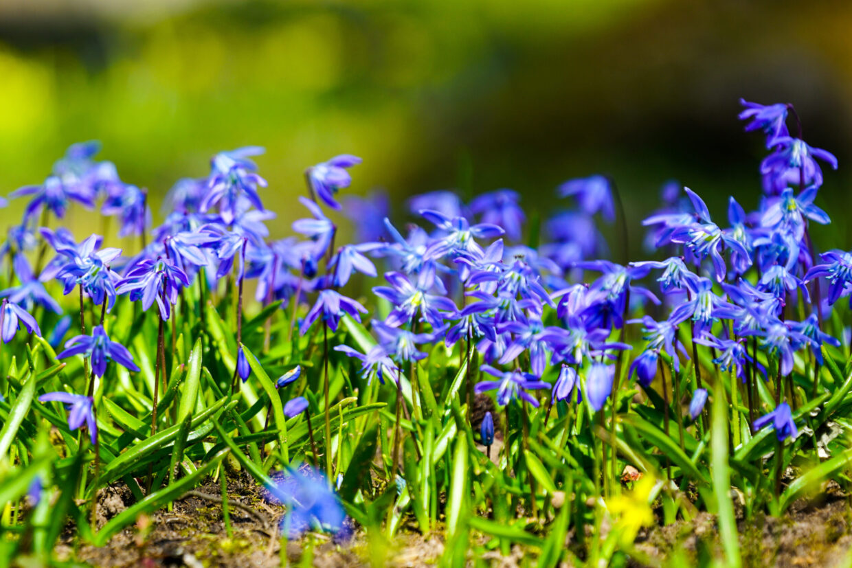 Voeg boshyacinten toe voor kleur