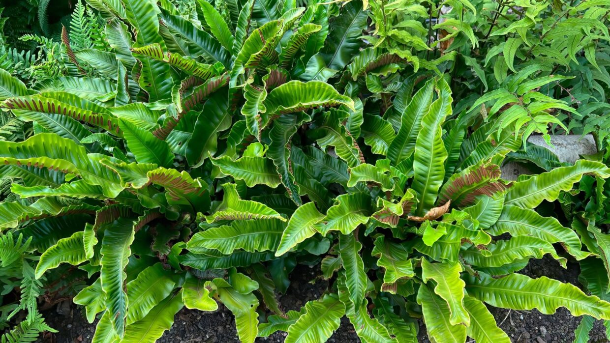 Asplenium scolopendrium (tongvaren) is een schaduwplant