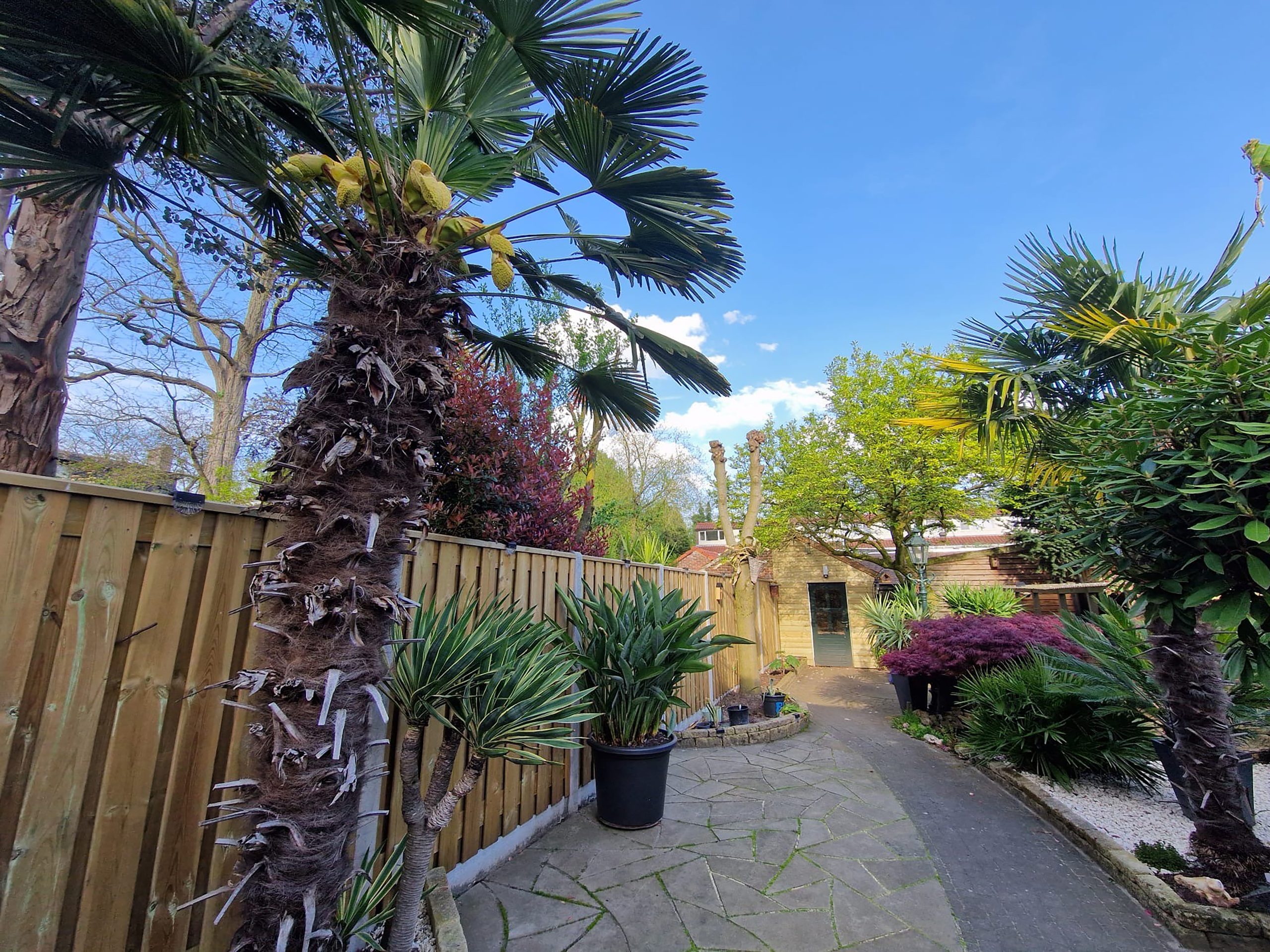 Exotische tuin