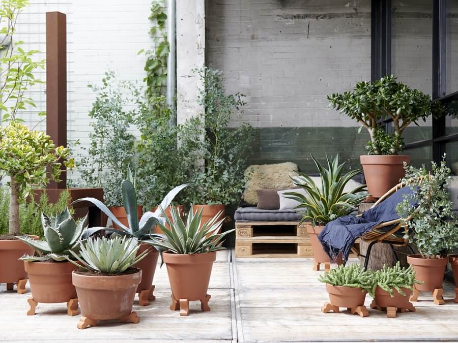 Vijf terrasplanten die van de zon houden en tegen droogte kunnen op een rij – Tuinieren met Buitenleven