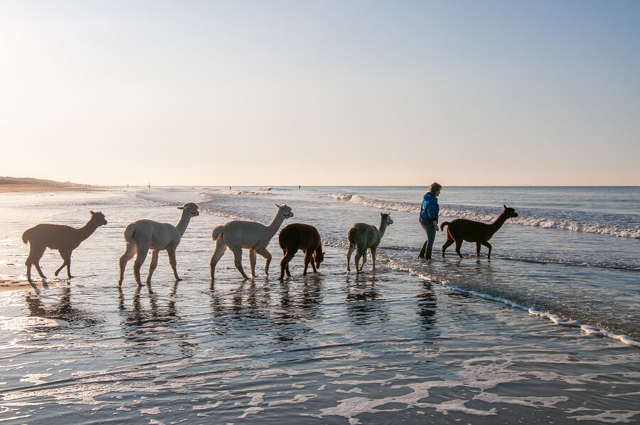 Een wandeling langs het strand met alpaca’s, dieren die soms ook spugen – Eropuit met Buitenleven.  