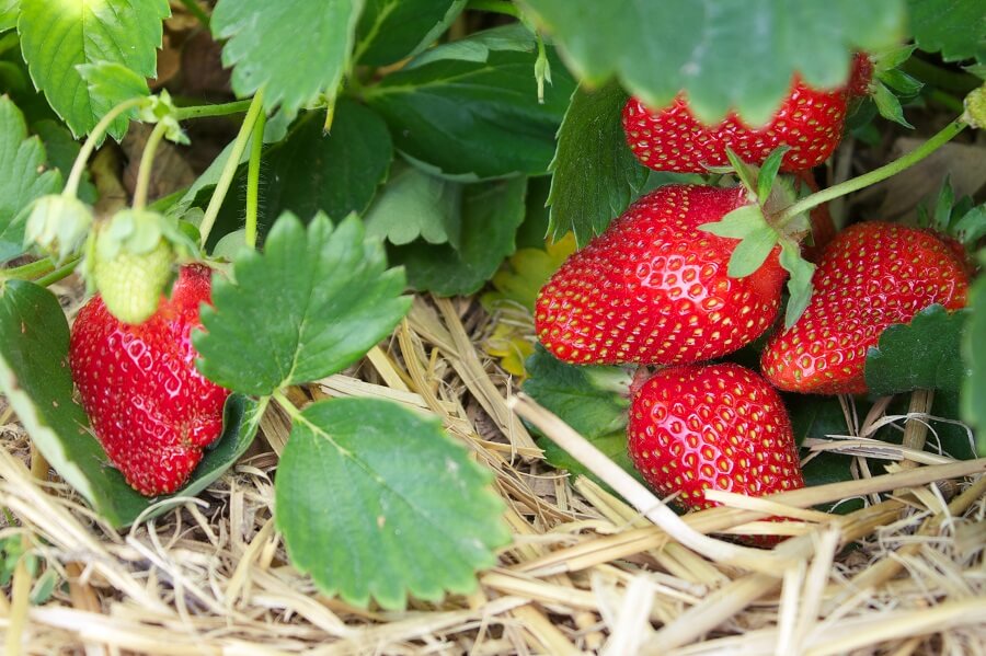 Berg Vesuvius Cordelia Groet Aardbeien kweken - tips voor tuin en pot – Buitenleven
