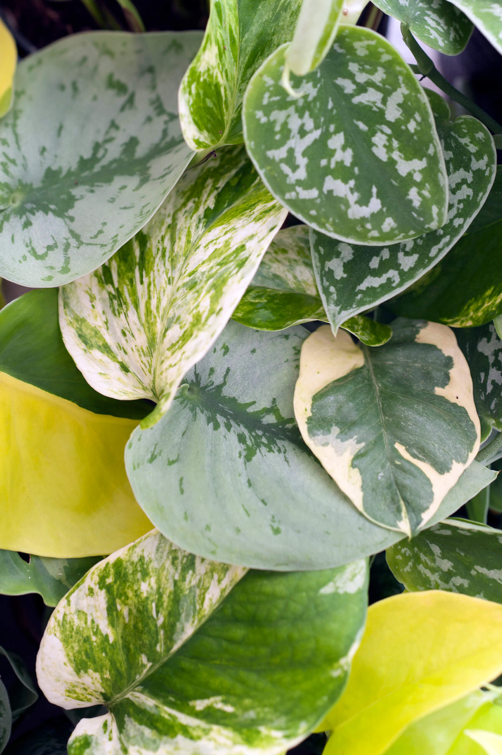 Verticaal groen in huis |