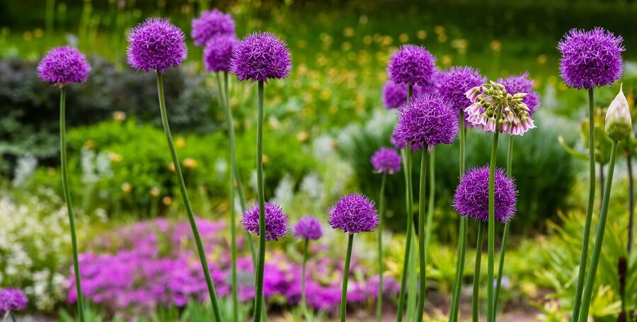 Allium of sierui zijn mooie zomerbollen in de tuin en in de vaas - Tuinieren met Buitenleven