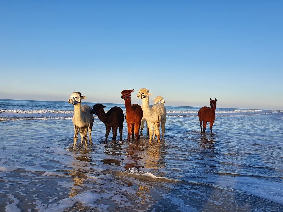 Een wandeling langs het strand met alpaca’s, dieren die soms ook spugen – Eropuit met Buitenleven.
