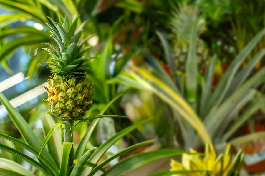Kalmerend thee idioom Ananasplant in de slaapkamer - Soorten - Tegen snurken – Buitenleven