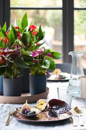 Anthurium of flamingoplant op een gedekte tafel