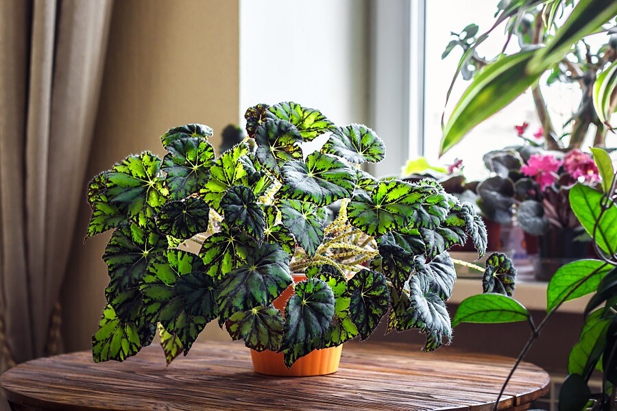 De begonia leent zich goed als kamerplant én als tuinplant 