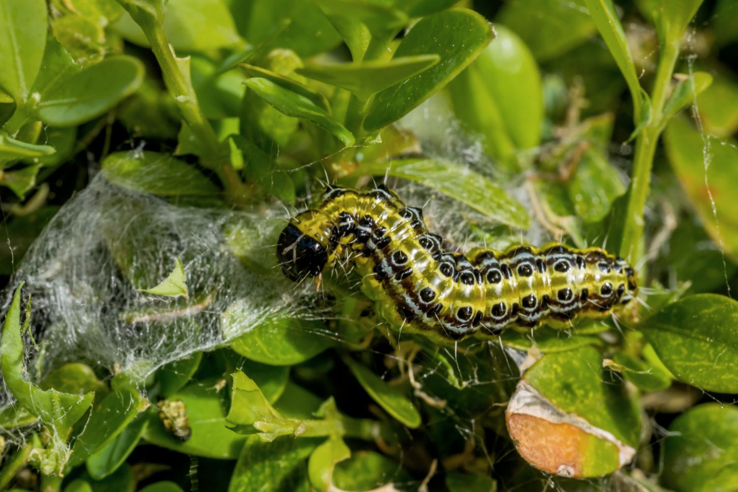 De buxusmot op natuurlijke wijze bestrijden Buitenleven