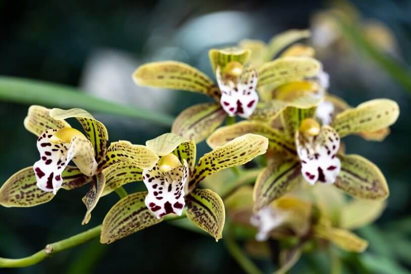 Leaf 90cm Kunstmatige Cymbidium Orchidee Plant-Extra Grote Zwarte Plastic Pot, Geel