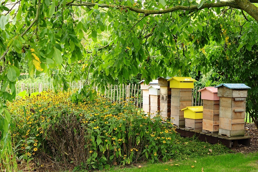 De bijenkasten maken de gevarieerdee tuin helemaal af – Tuinieren met Buitenleven