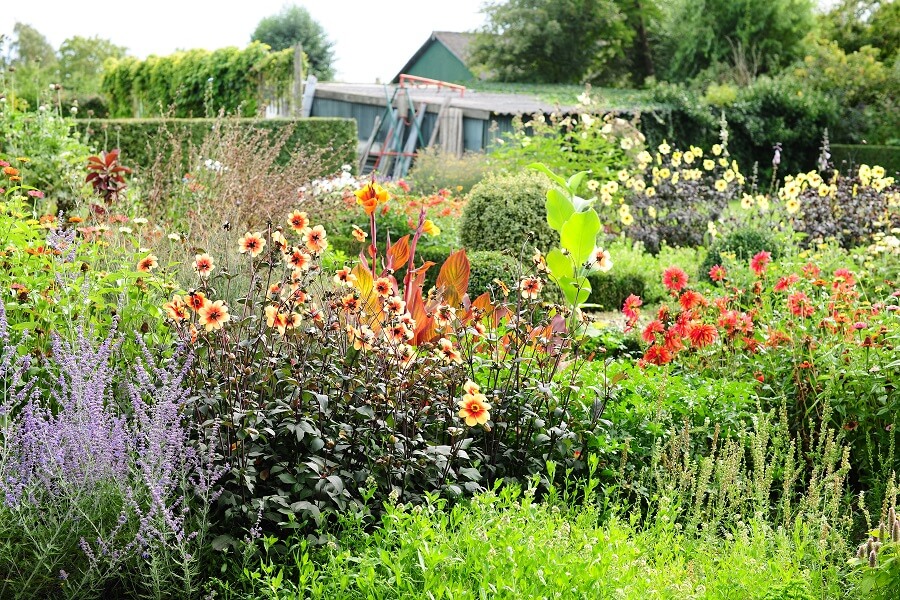 Tuin de Vink in Nisse is kleurrijk en is een gevarieerde tuin - Tuinieren met Buitenleven