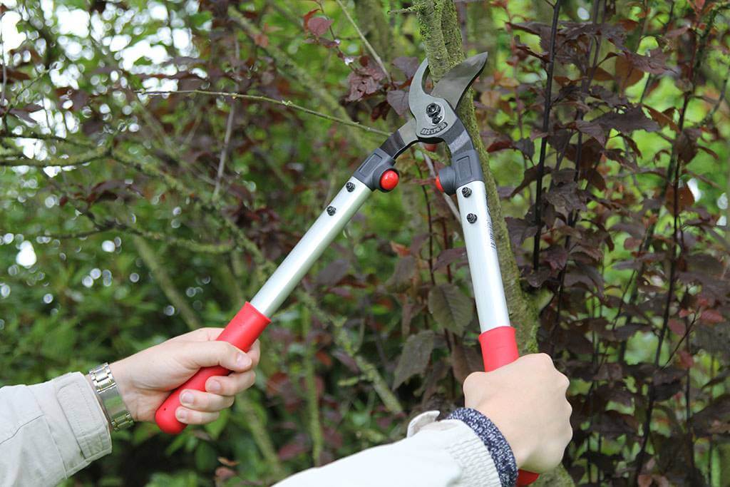 Een takkenschaar met papegaaienbek is ideaal voor jong hout. Foto ARS