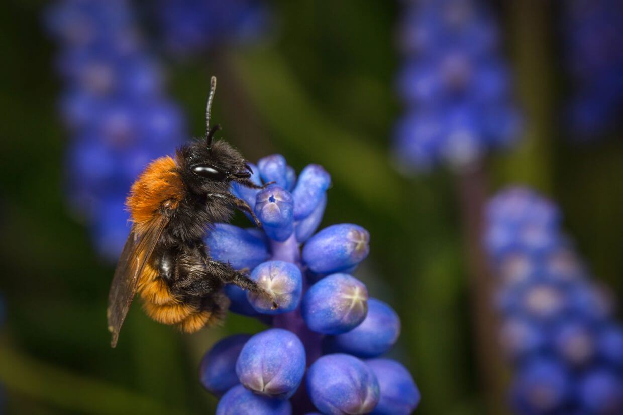 Zandbijen ofwel Andrena’s vormen de grootste groep wilde bijen in Nederland.
