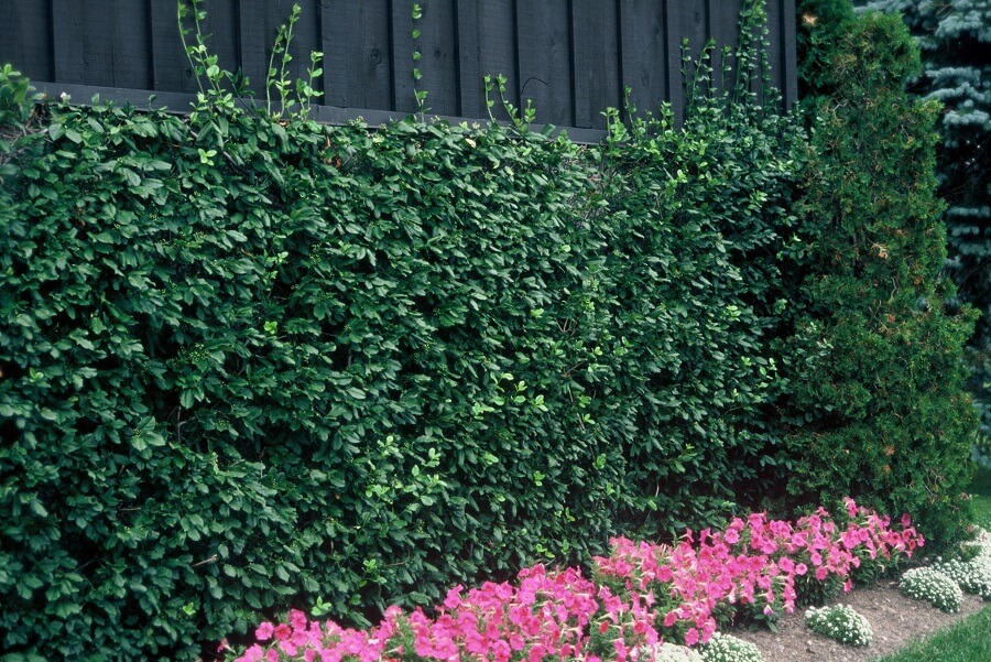 Bepaalde soorten kardinaalsmuts lenen zich goed voor het maken van groenblijvende hagen, zoals deze Euonymus japonicus ‘Viridivariegatus’. Foto iVerde