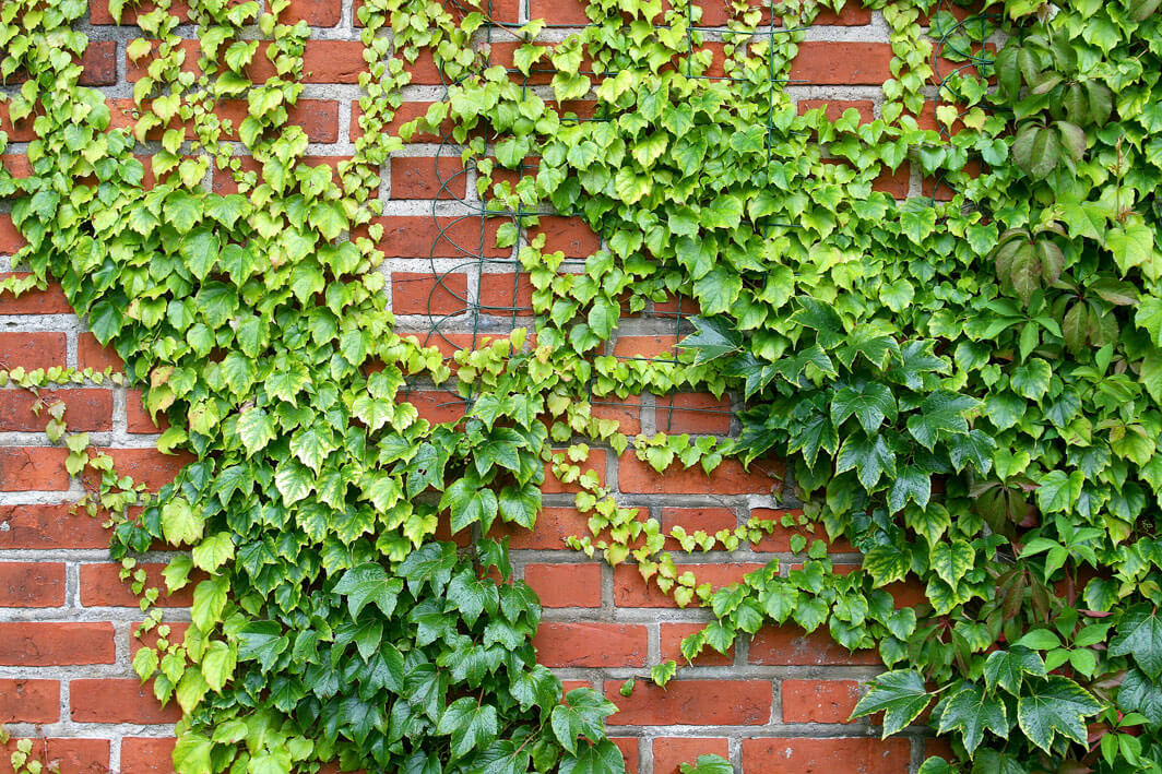 Hedera groeit snel en kan zo een kale muur bedekken.