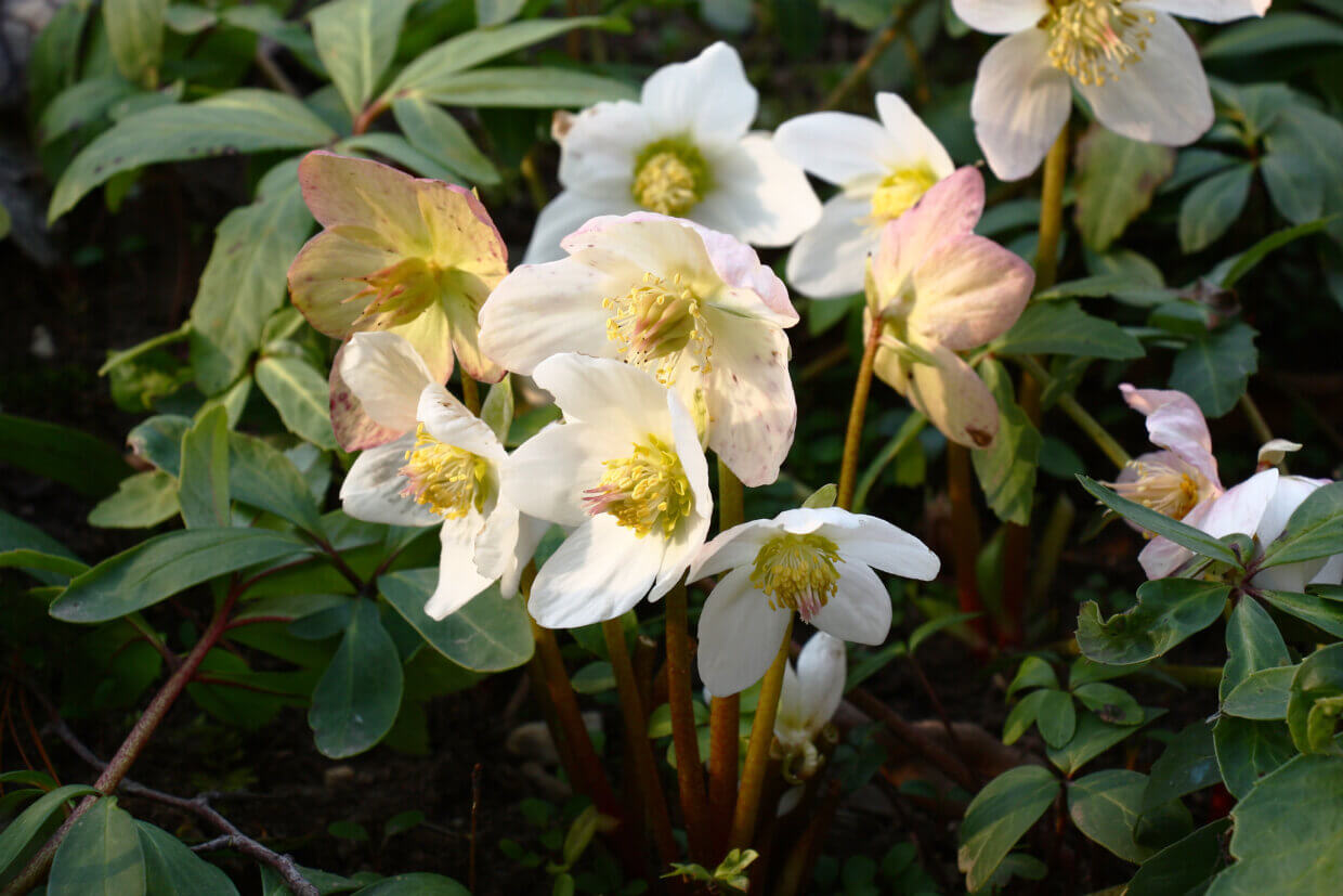 Helleborus: Soorten, Standplaats En Verzorging – Buitenleven