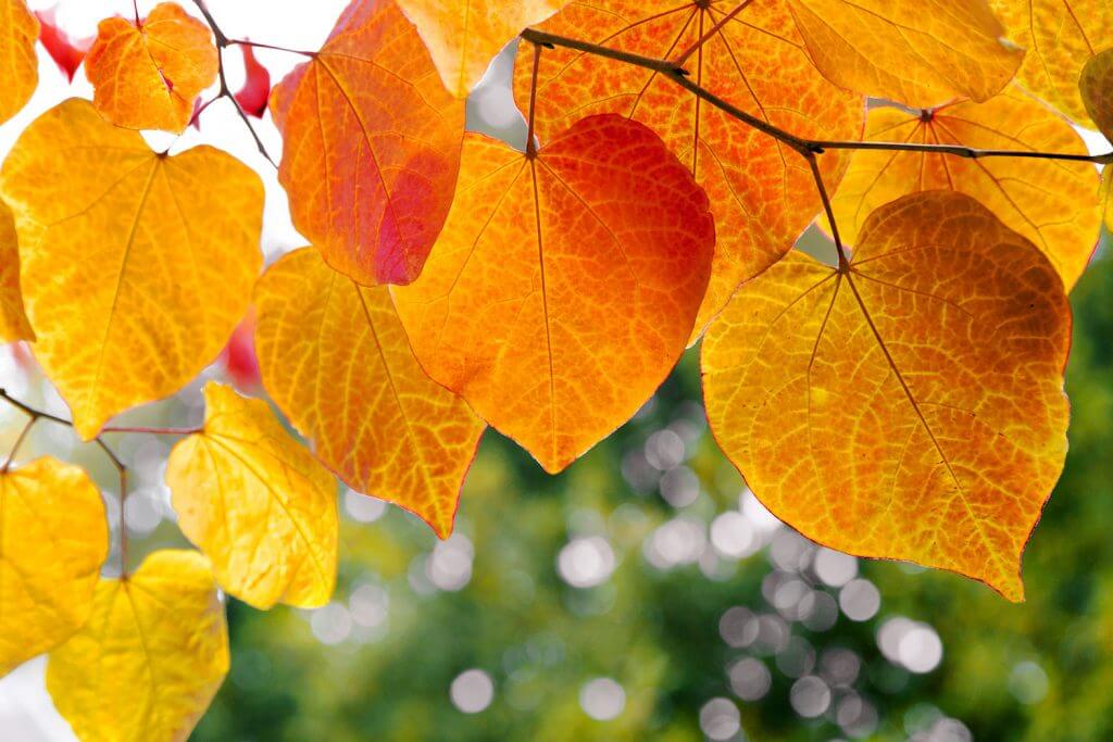 waarom verkleuren bladeren in de herfst