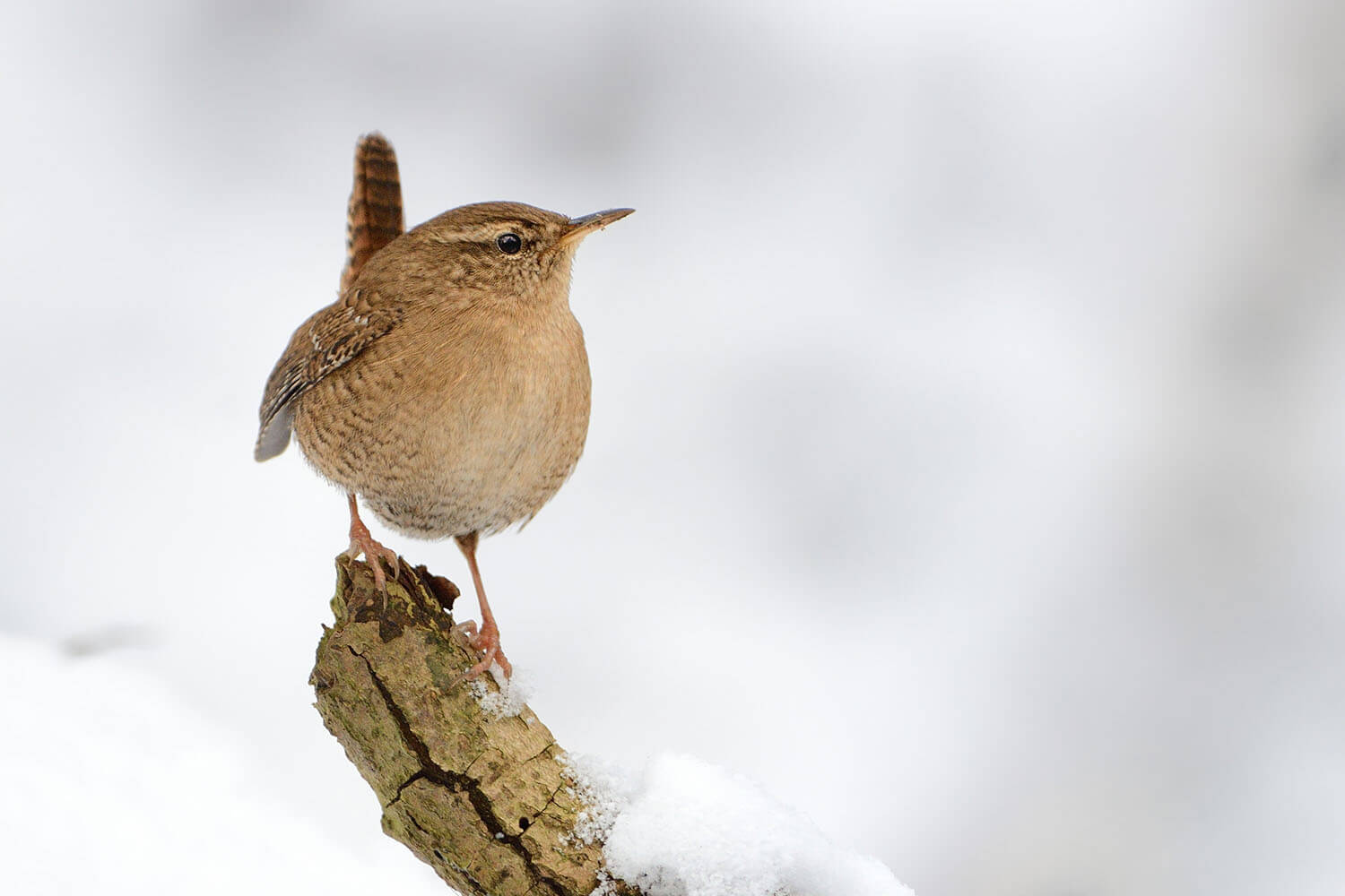 Het schuwe winterkoninkje eet het liefst op een rustige plek