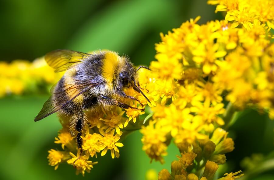 Bijen helpen in de tuin - Tuinieren voor de insecten met Buitenleven