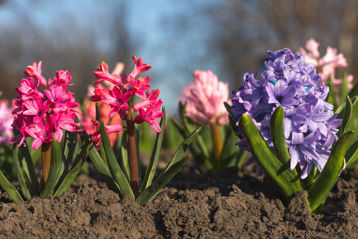 Hyacinthen in bloei