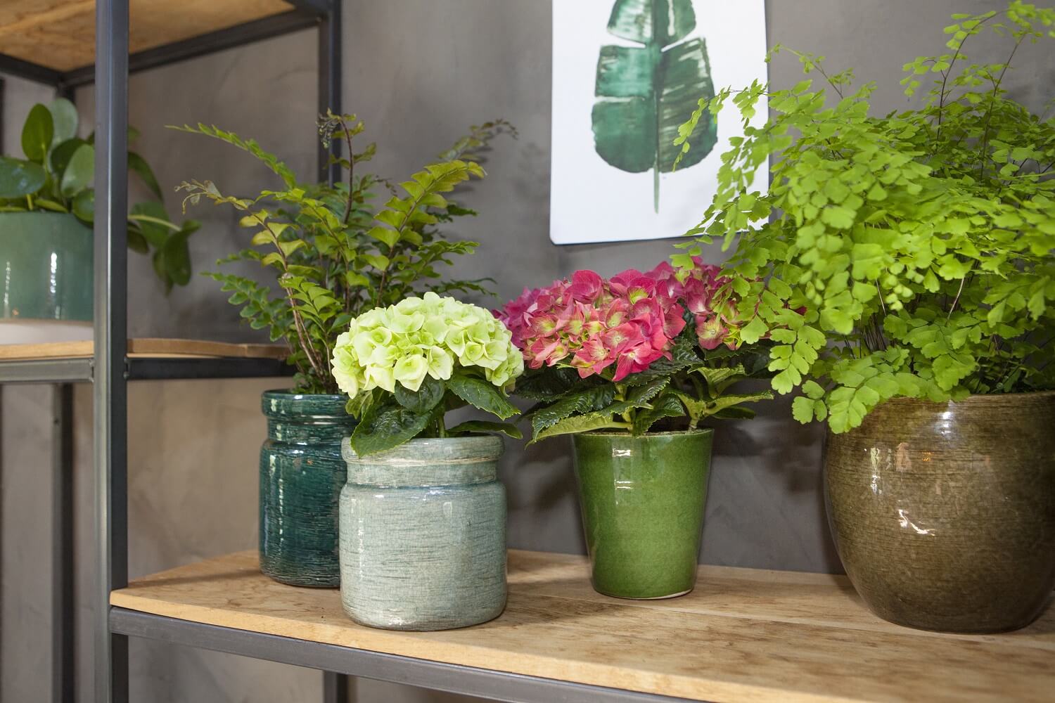 Hortensia in huis halen: fleur in januari je interieur op met de tips van Buitenleven. 