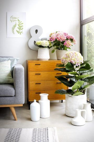 Hortensia in huis halen: fleur in januari je interieur op met de tips van Buitenleven. 