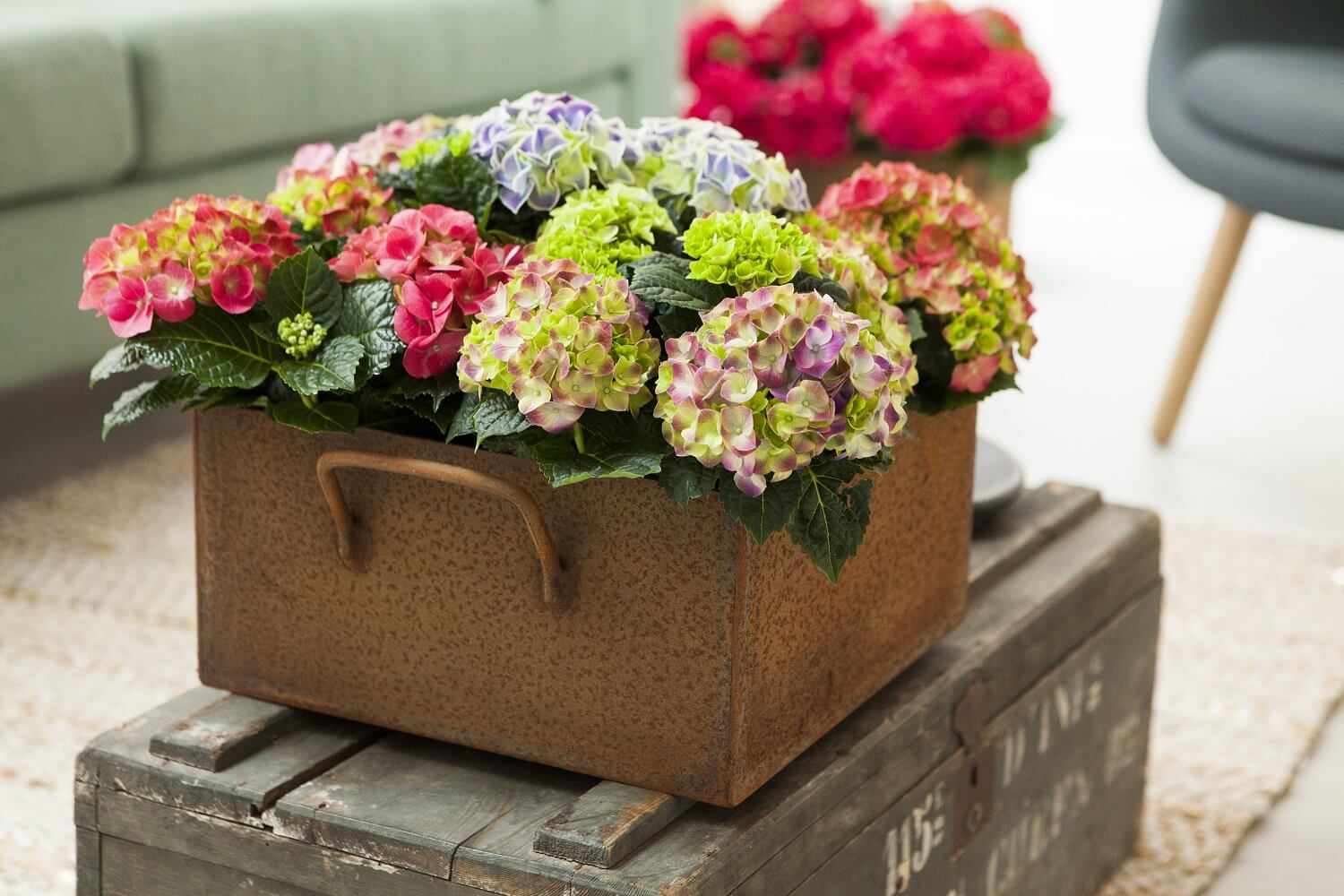 Hortensia in huis halen: fleur in januari je interieur op met de tips van Buitenleven.